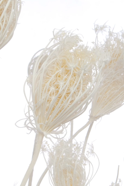 Fenchel, gebleicht - Strauß ~20 Stück - Trockenblumen