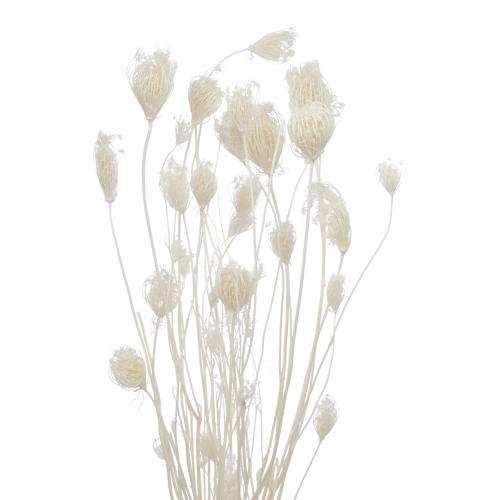 Fenchel, gebleicht - Strauß ~20 Stück - Trockenblumen