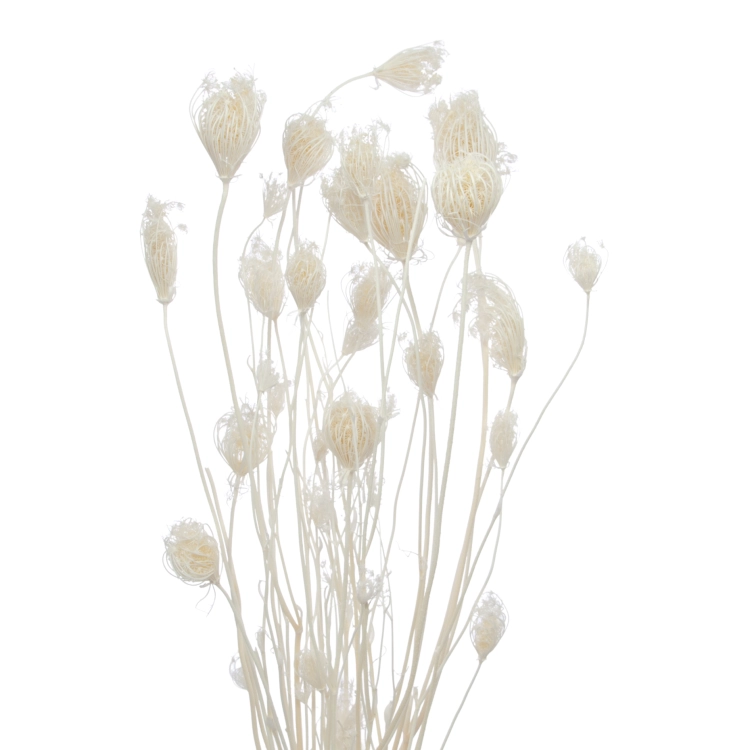 Fenchel, gebleicht - Strauß ~20 Stück - Trockenblumen