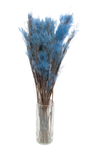 Ziergras, blau - Strauß ~25 Stück - Trockengräser