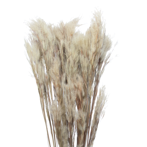Ziergras, natürlich - Strauß ~25 Stück - Trockengräser