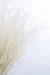 Stipa pennata (Pfriemengras), natürlich - Strauß ~150 Stk. - Trockengräser