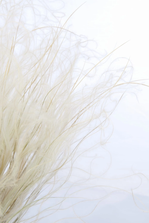 Dried natural Stipa feather (Stipa pennata) - bunch