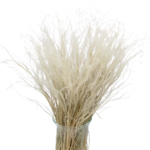 Dried natural Stipa feather (Stipa pennata) - bunch