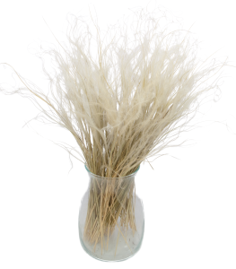 Dried natural Stipa feather (Stipa pennata) - bunch