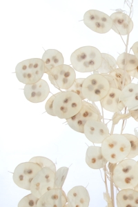 Lunaria, gebleicht - Strauß - Trockenblumen