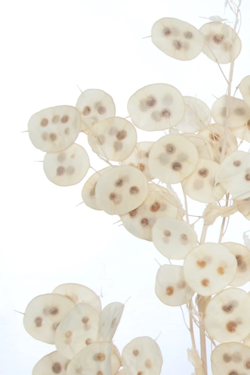 Lunaria, gebleicht - Strauß - Trockenblumen