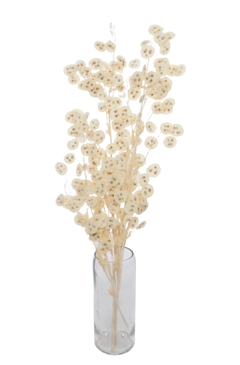 Lunaria, gebleicht - Strauß - Trockenblumen