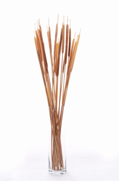 Dried Typha, small, 20 pcs.
