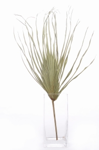 Getrocknetes Palmblatt natur 50-70 cm