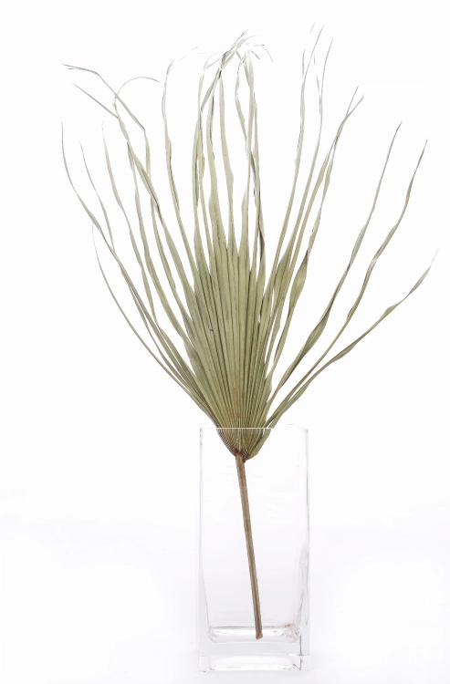 Getrocknetes Palmblatt natur 50-70 cm
