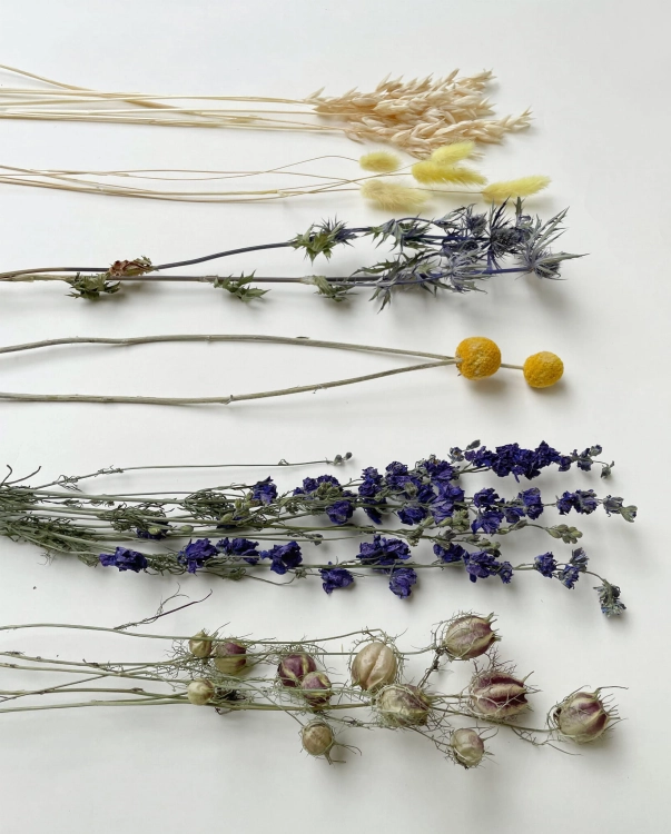 Set von blau Trockenblumen - Craspedia, Rittersporne, Eryngium, Lagurus, Nigella, Hafer