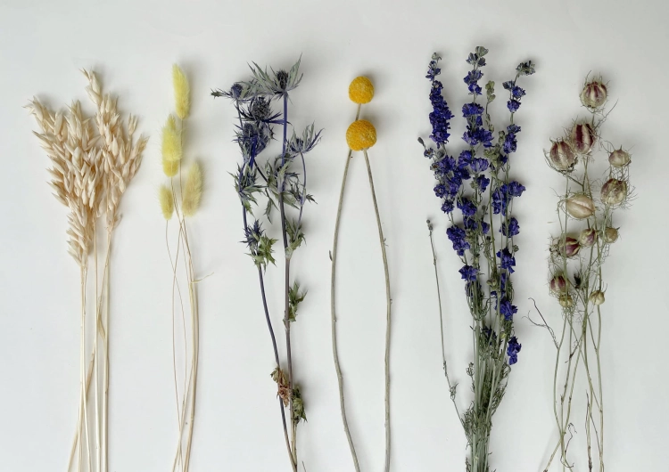 Set von blau Trockenblumen - Craspedia, Rittersporne, Eryngium, Lagurus, Nigella, Hafer