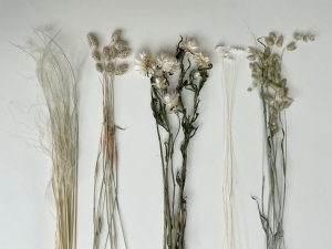 Set von natürlich Trockenblumen - Strohblumen, Briza, Phalaris, Stipa, Glixia
