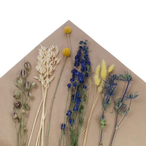Set von blau Trockenblumen - Craspedia, Rittersporne, Eryngium, Lagurus, Nigella, Hafer