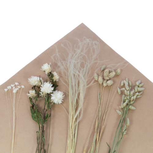 Set von natürlich Trockenblumen - Strohblumen, Briza, Phalaris, Stipa, Glixia