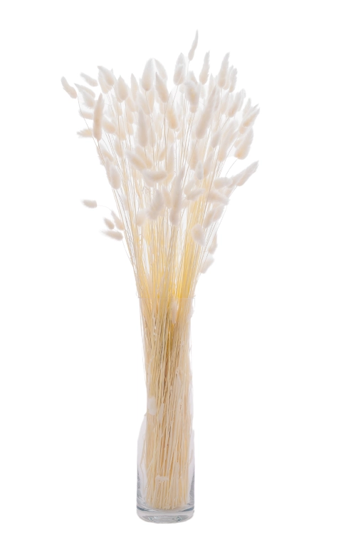 Dried white Lagurus - bunny tail grass ~60 stems