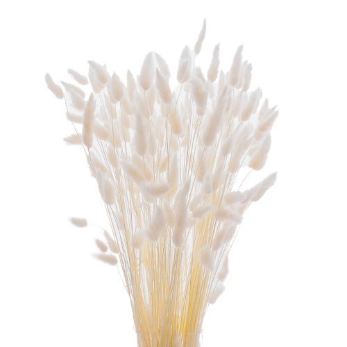 Dried white Lagurus - bunny tail grass ~60 stems