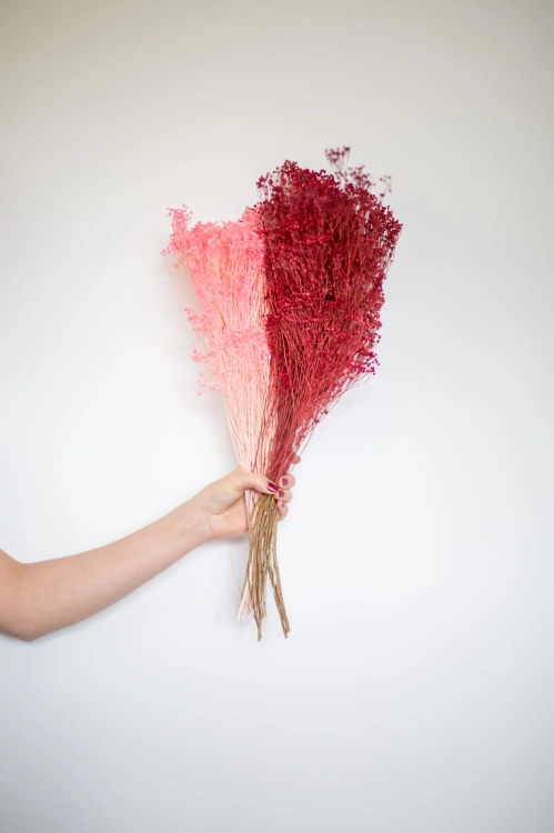 Dried red Broom Bloom - bunch