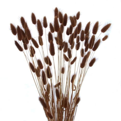 Dried brown Lagurus - bunny tail grass ~60 stems 