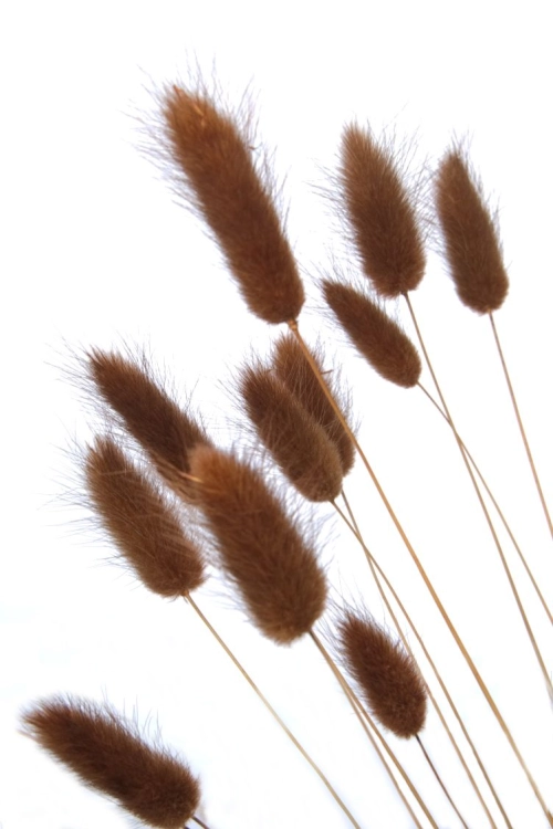 Dried brown Lagurus - bunny tail grass ~60 stems