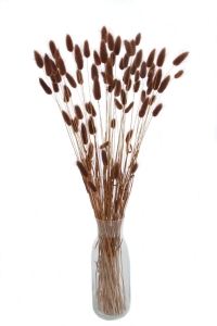 Dried brown Lagurus - bunny tail grass ~60 stems