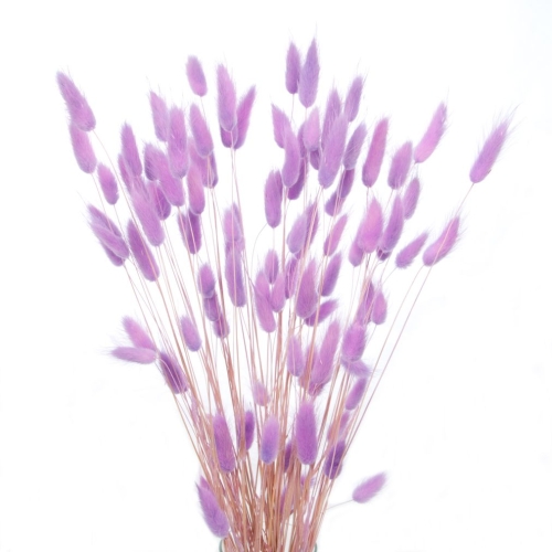 Dried lilac Lagurus - bunny tail grass ~60 stems