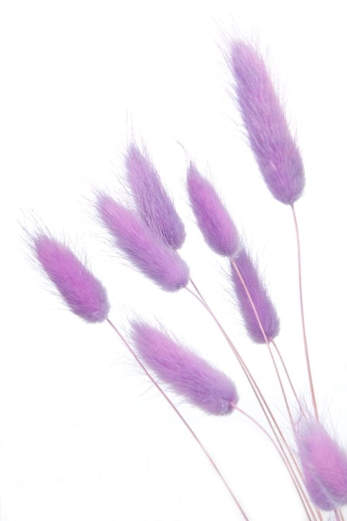 Dried lilac Lagurus - bunny tail grass ~60 stems