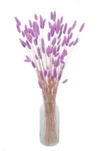 Dried lilac Lagurus - bunny tail grass ~60 stems