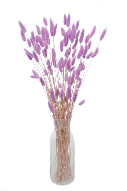 Dried lilac Lagurus - bunny tail grass ~60 stems