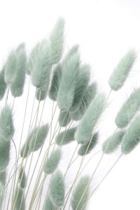 Dried grey Lagurus - bunny tail grass ~60 stems