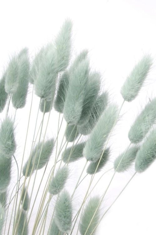 Dried grey Lagurus - bunny tail grass ~60 stems