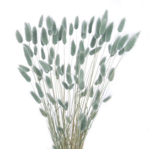 Dried grey Lagurus - bunny tail grass ~60 stems 