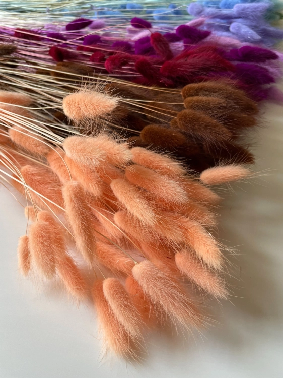 Dried salmon Lagurus - bunny tail grass ~60 stems