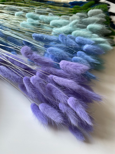 Dried lavender Lagurus - bunny tail grass ~60 stems