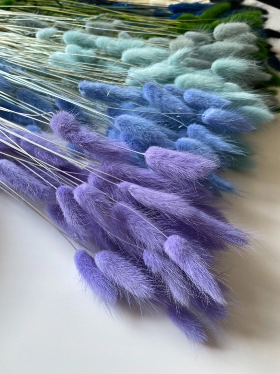 Dried lavender Lagurus - bunny tail grass ~60 stems