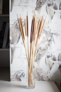 Rohrkolben (Typha), klein - Strauß, 20 Stk. - Trockengräser