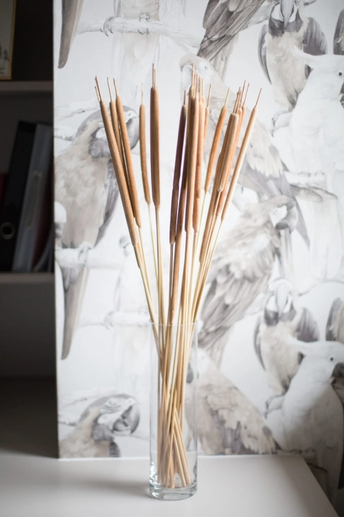 Dried Typha, small, 20 pcs.