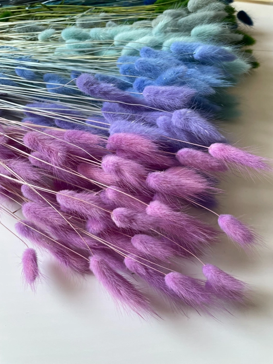 Dried lilac Lagurus - bunny tail grass ~60 stems