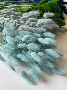 Lagurus himmelblau - Strauß ~60 Stück