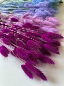 Lagurus violett - Strauß ~60 Stück