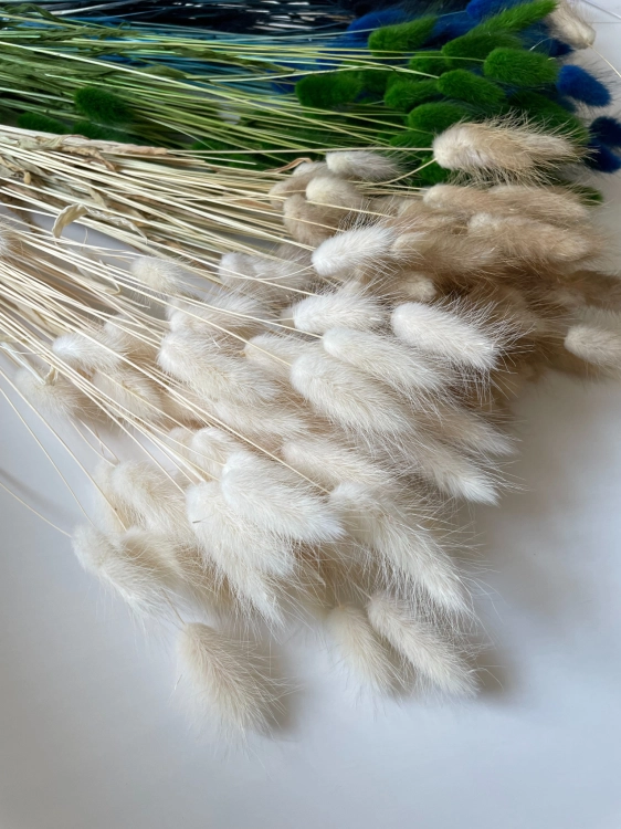 Dried ecru Lagurus - bunny tail grass ~60 stems
