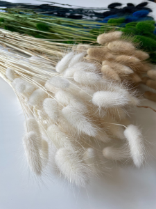 Dried white Lagurus - bunny tail grass ~60 stems
