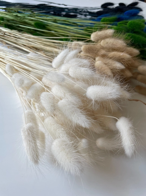 Dried white Lagurus - bunny tail grass ~60 stems