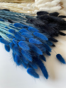 Dried navy blue Lagurus - bunny tail grass ~60 stems