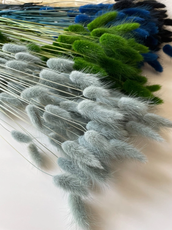 Dried grey Lagurus - bunny tail grass ~60 stems