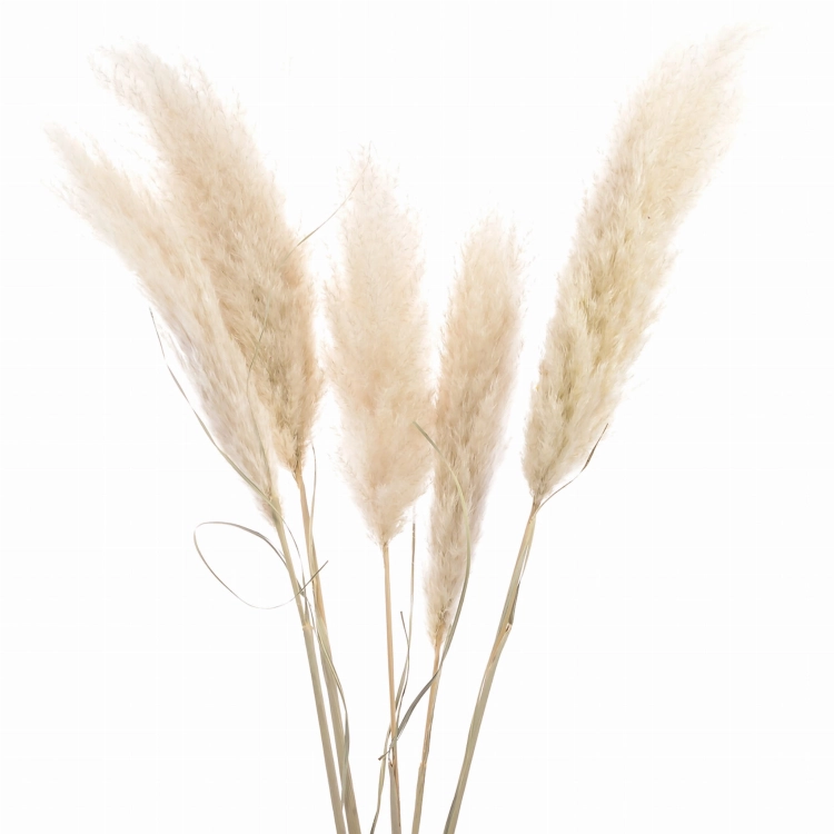 Set of 3 stems - dried ecru pampas grass 115 cm