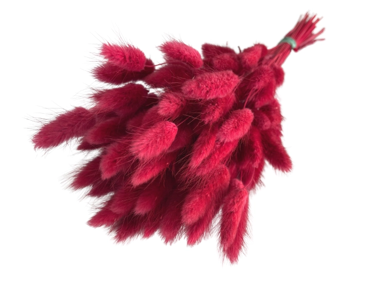 Getrockneter Lagurus rot OUTLET