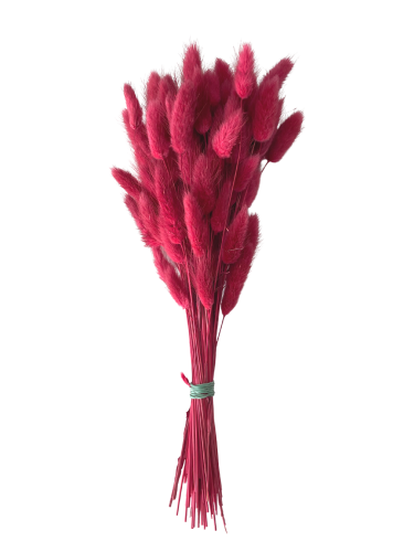 Getrockneter Lagurus rot OUTLET