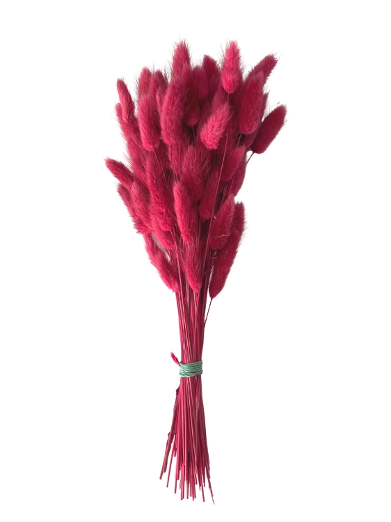 Getrockneter Lagurus rot OUTLET